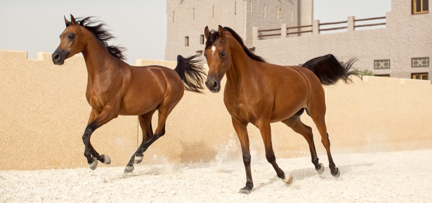 مربط عجمان