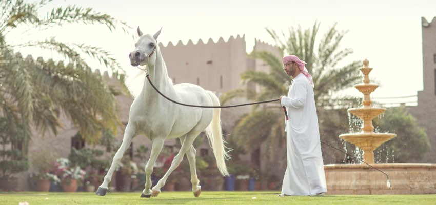 مربط عجمان
